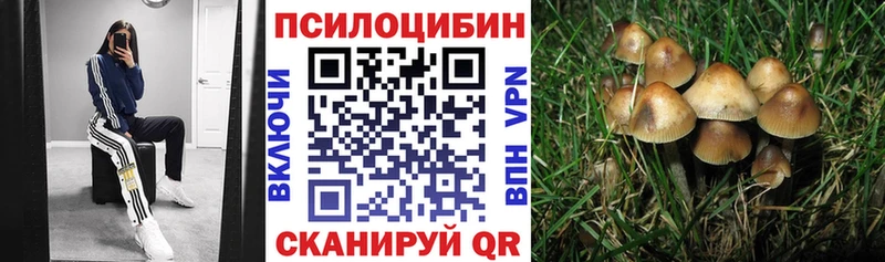 где купить наркотик  Ростов  Псилоцибиновые грибы мицелий 
